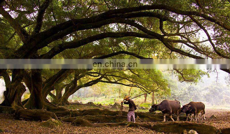 City Landscape Cement Artificial Simulation Big Old Banyan Tree for Sale