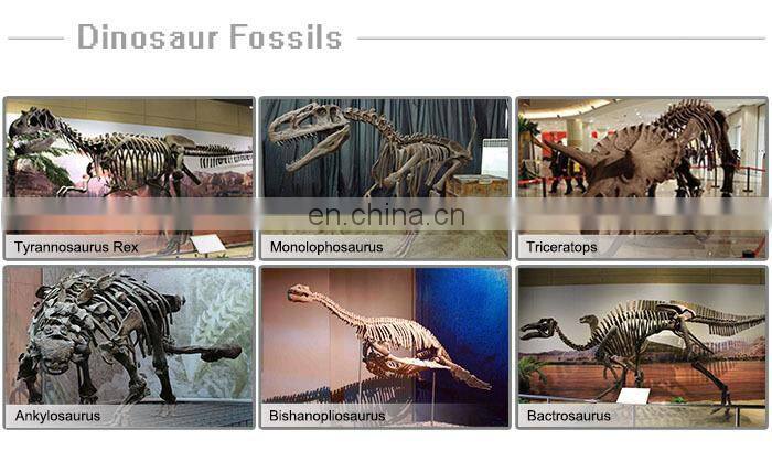 Dinosaur skeleton replicas