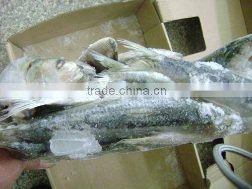 Frozen small size Sardine for canning