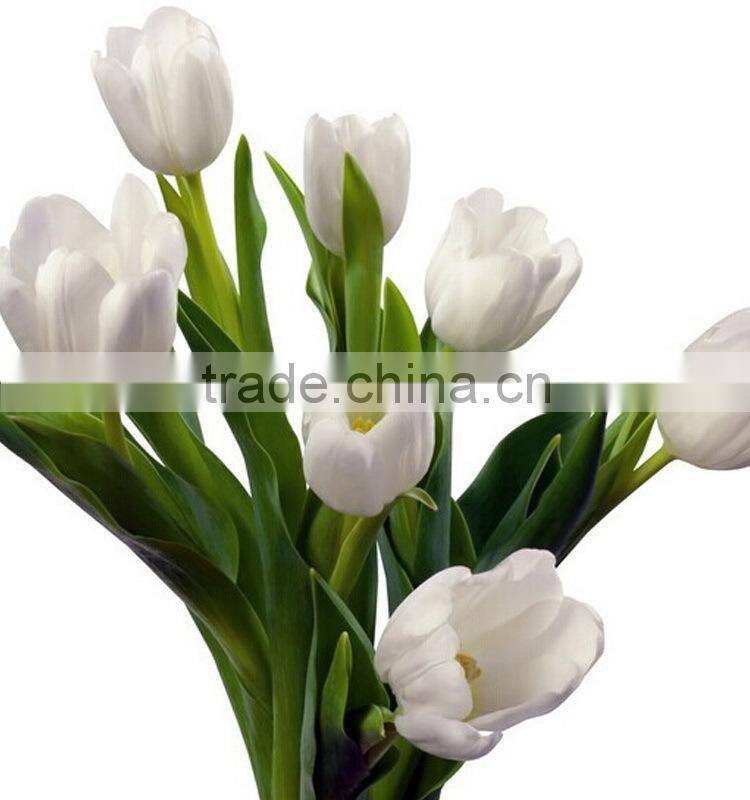 Quality hot-sale decoration tulips