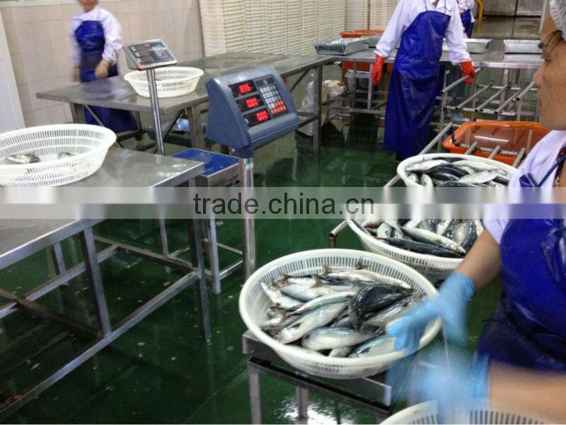 new coming 200-300g WR frozen mackerel (pacific mackerel)