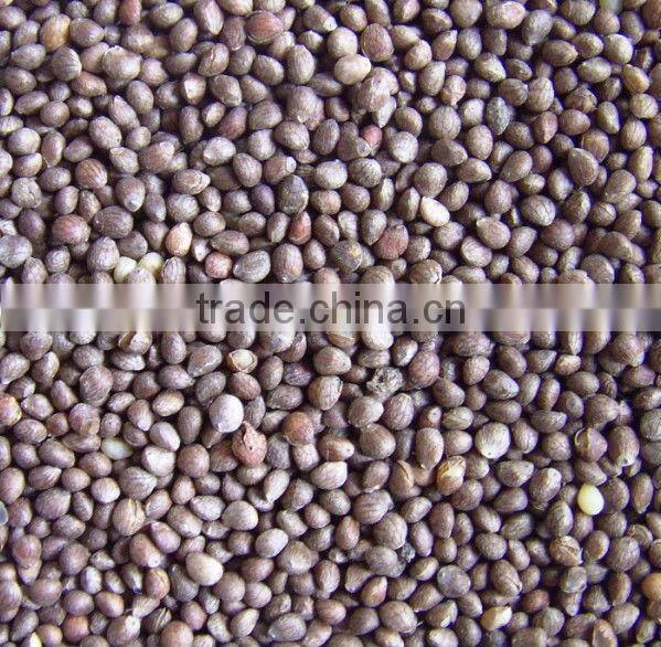 China Perilla Seed Brown, 2014 Crop