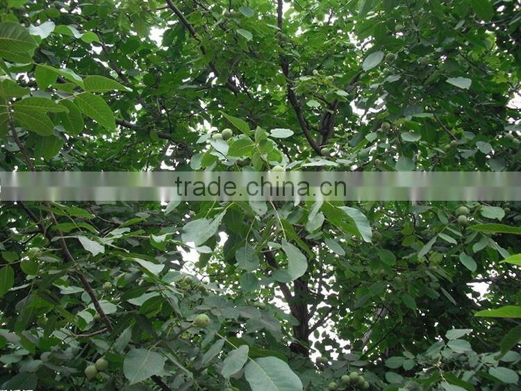 Chinese good quality walnuts prices