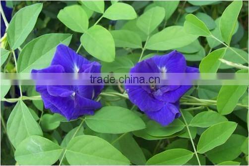 100% Herbal Butterfly Pea flower Tea Indian Bulk Exporters