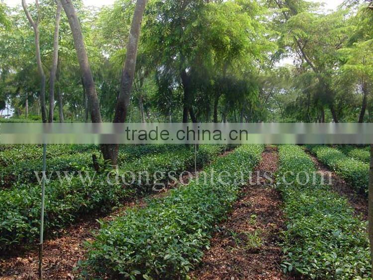 Viet Nam high mountain Oolong tea