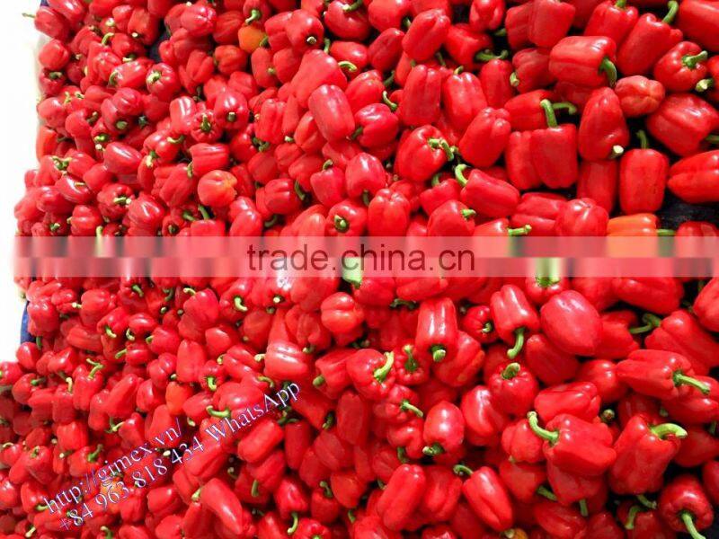 FRESH SWEET PEPPER / BELL PEPPER +84963818434 whatsapp