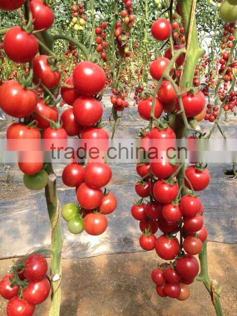 2014 Indeterminate Growth High Yield TY Resistance Pink Cherry Tomato Seeds For Growing-King Pearl