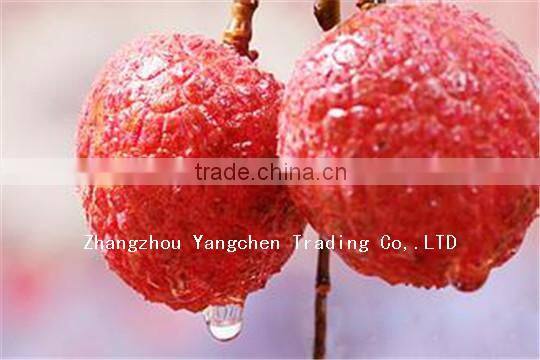 Top Quality Canned Litchi Fruits with HACCP Certificate