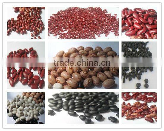 England red kidney beans