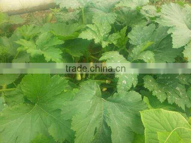 JSQ04 high yield Nick no. 8 planting in zucchini seeds, squash seeds f1