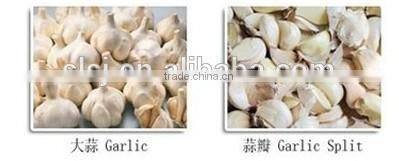Garlic Cloves Separating Machine | garlic processing machine