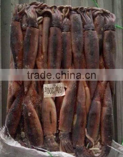 150-200g Whole Round Frozen Illex Squid