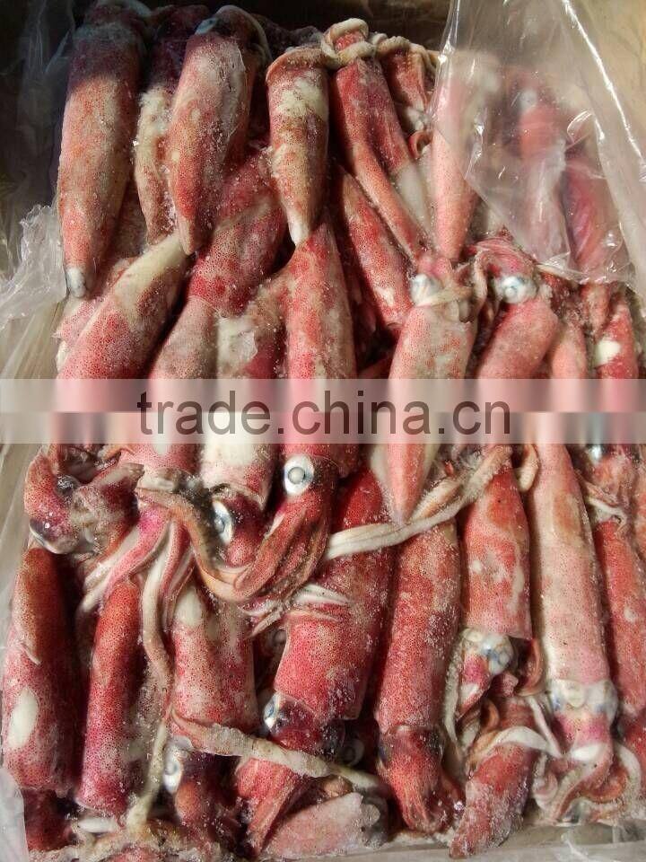 Frozen Loligo Squid Chinensis