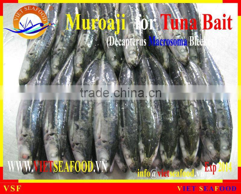 FROZEN MUROAJI FOR TUNA BAIT