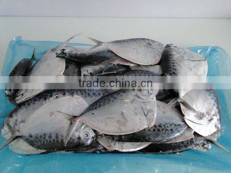 frozen moon fish china supplier