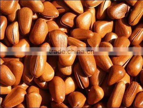 Pinenut Color Sorting