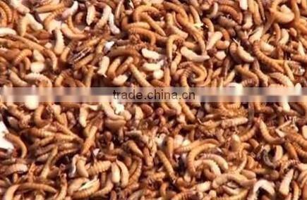 Automatic Multifunctional Tenebrio Molitor separation device