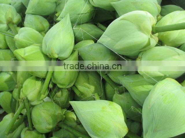 White Color fresh Cut Lotus Flower Manufacturer in India