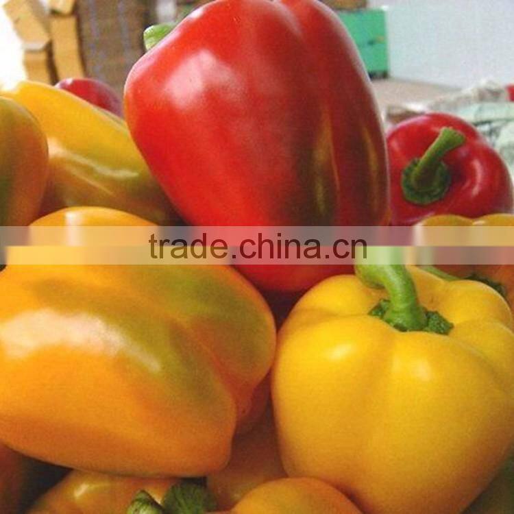 2016 New Crop IQF Frozen Sweet Red Pepper Strips