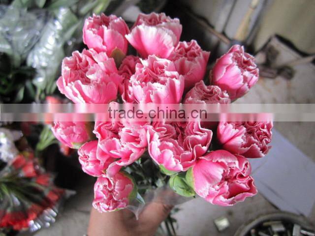 Supply high quality long stem flowers fresh cut carnation cut flower prices from Kunming flower planting base