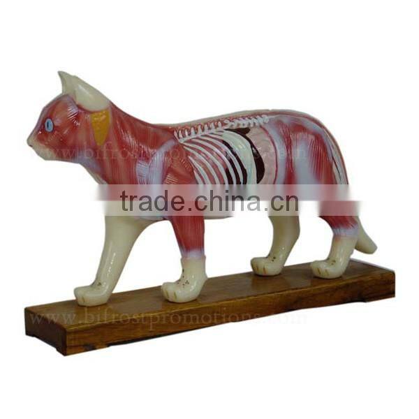 Cat Biological Teaching Animal Anatomical Acupuncture Model