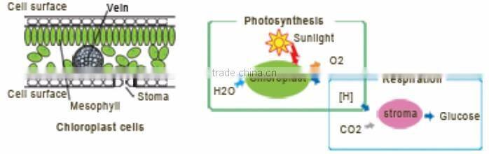 20W Waterproof LED Grow Light