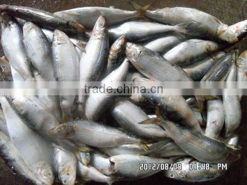 frozen sardine for tuna bait