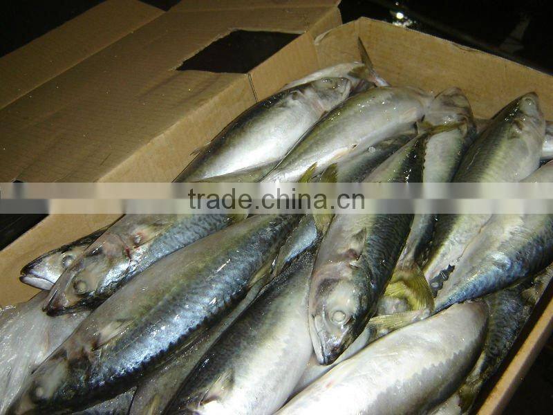 Good quality pacific mackerel frozen mackerel