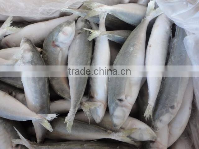 frozen horse mackerel IQF fish
