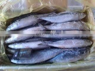 Factory Price Fish Fillet Cutting machine/Fish fillet machine/Cutting machine