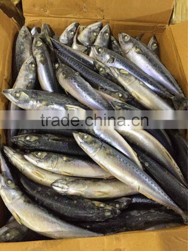 good quality pacific mackerel on sale