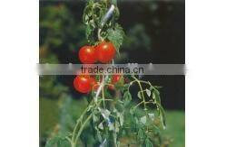 galvanized tomato spirals