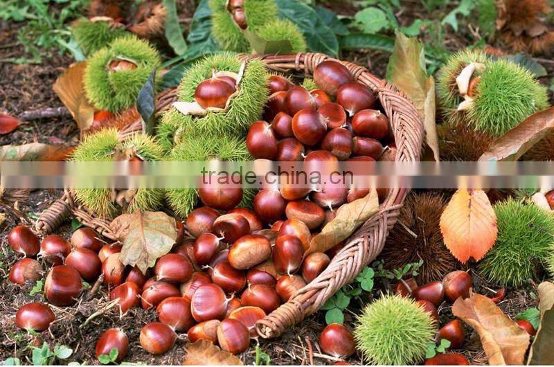 2014 crop 100% natrual green chestnut in shell