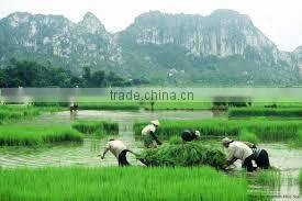 LONG RICE 25% BROKEN - SONA4@VINARICE.VN- CROP 2014