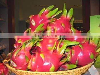 HOANG KIM VIETNAM EXPORT DRAGON FRUIT