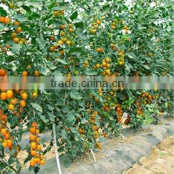Hybrid high yield orange red Tomato seeds for cultivation-Huang He 800