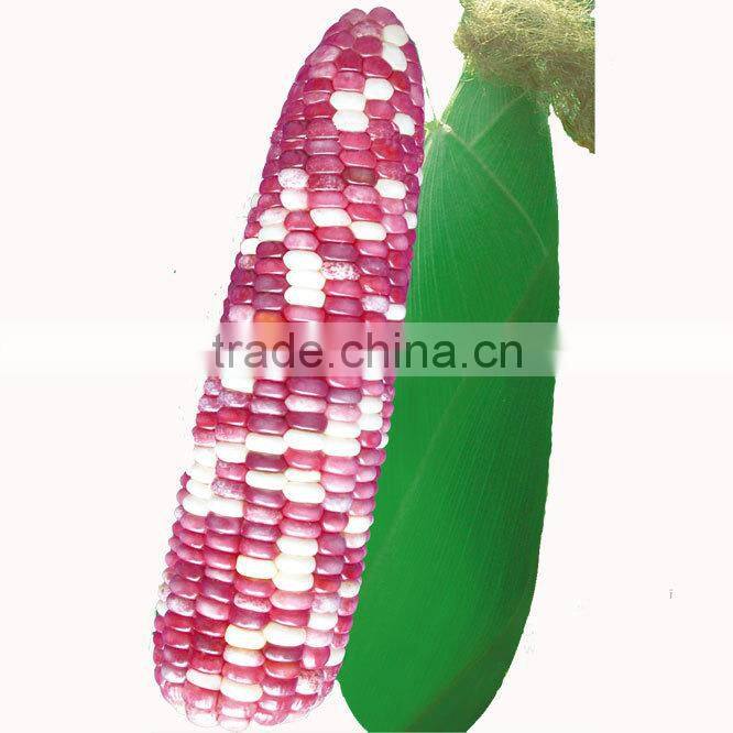 CO03 Ganxin mix color f1 hybrid field waxy corn seeds for sale