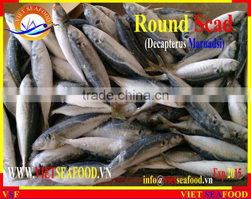 FROZEN MARUADSI WHOLE ROUND (ROUND SCAD)