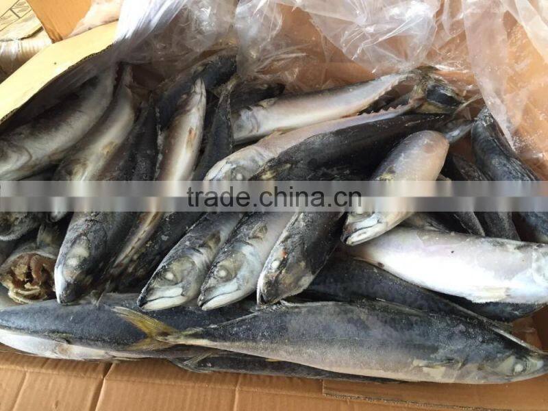frozen mackerel 300-400g 2016