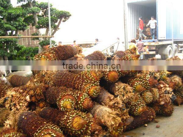 cycas revoluta bare root