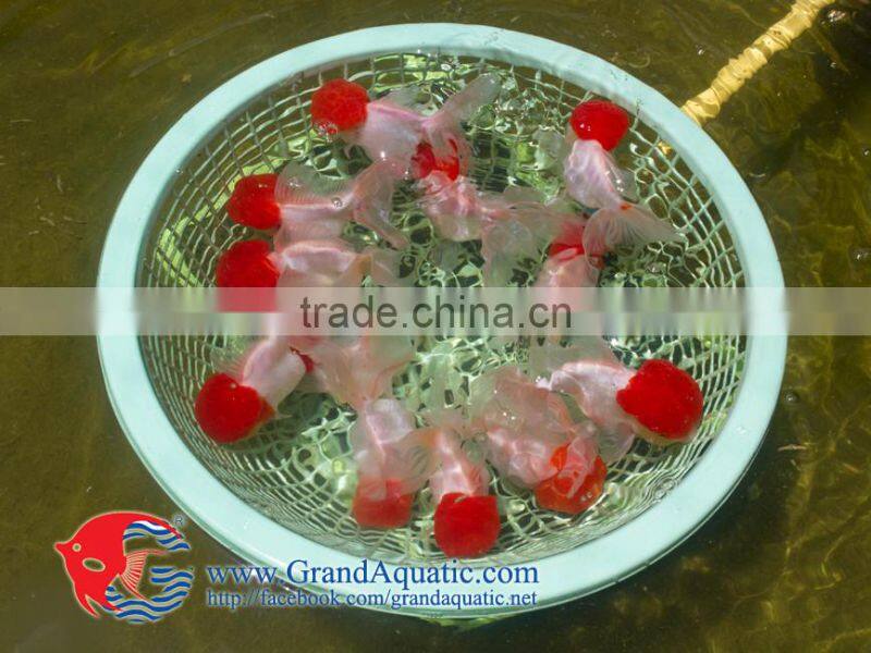 high quality gold fish for Aquarium fish importer