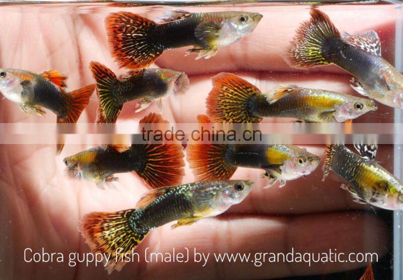 Cobra guppy for Freshwater Aquarium fish export company from Thailand