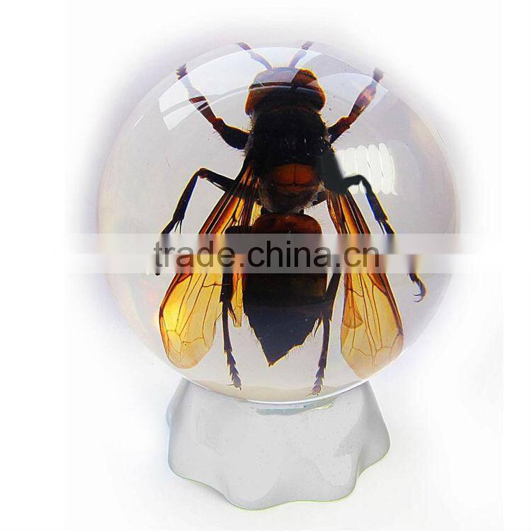 6.0 cm real resin acrylic marble ball with bugs