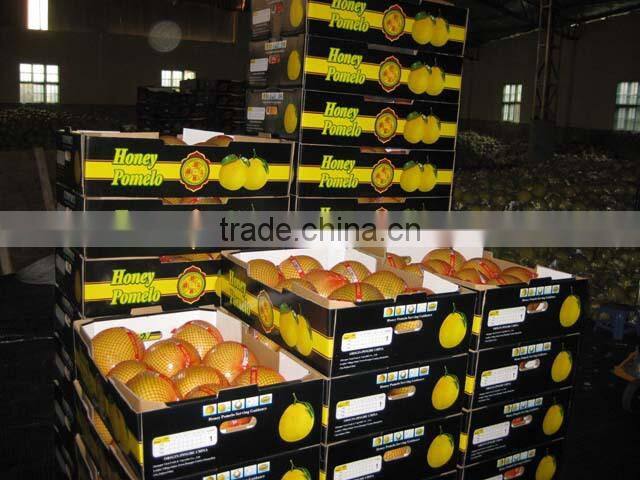 fresh fruit pomelo/big pomelo /grape fruit