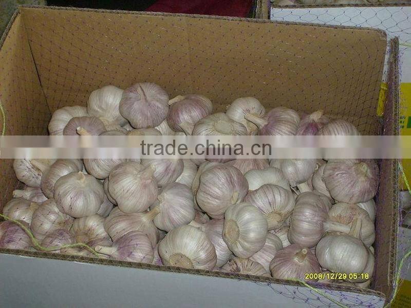 5.5cm fresh normal white garlic