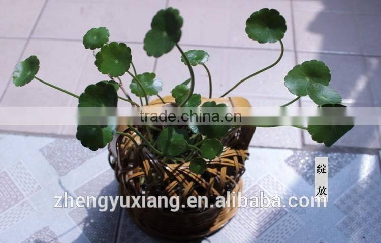 Handwoven bamboo decorative basket for planting