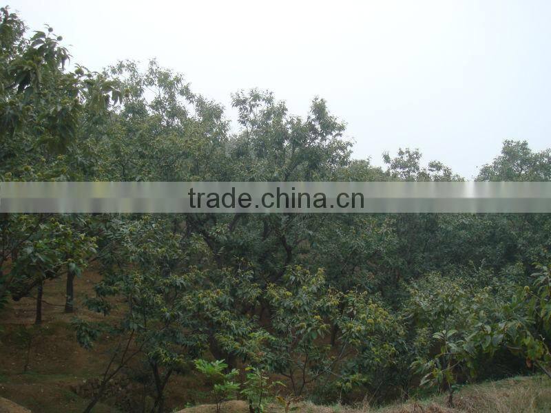 health food organic fresh chestnut for hot dale--the best Chinese chestnuts species