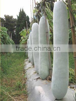 Early maturity Hybrid super long wax gourd seeds for Growing-Long Dragons