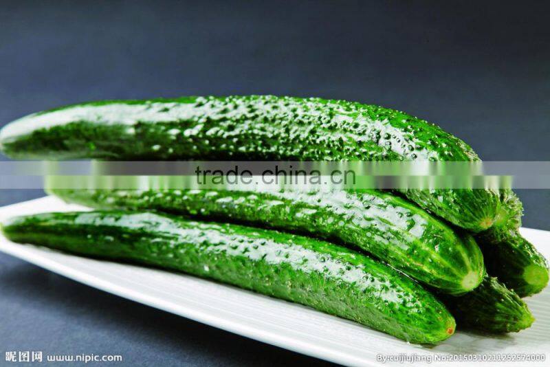 Widely Used in Healthcare Supplement Feild Cucumber Powder Cucumis sativus Powder