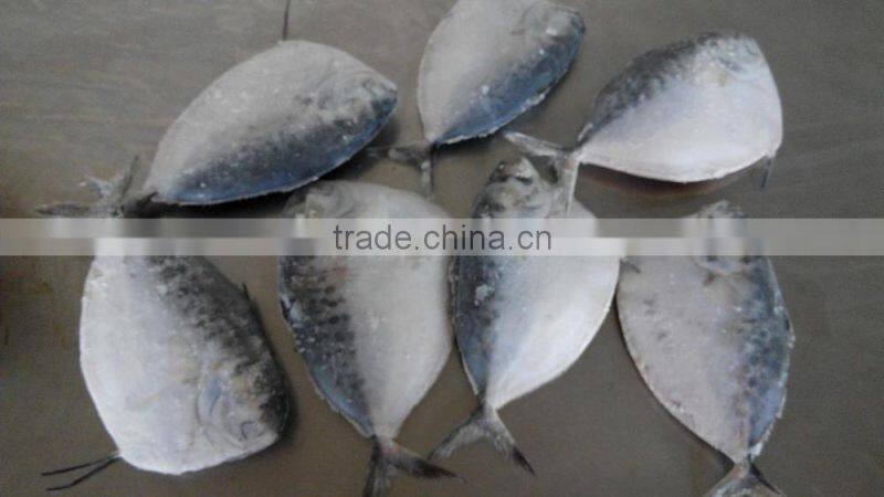 Supply Whole Round Moon fish
